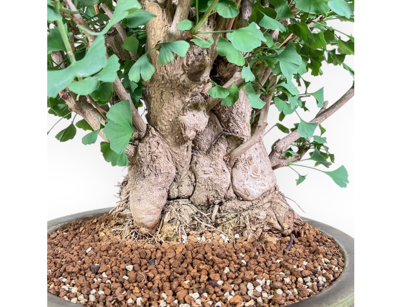 Ginkgo biloba Bonsai %separator% %category%