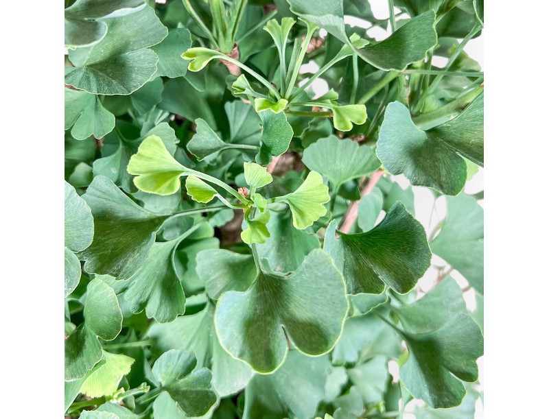 Ginkgo biloba Bonsai %separator% %category%