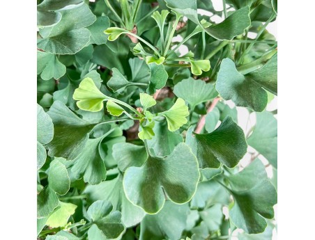 Ginkgo biloba Bonsai %separator% %category%