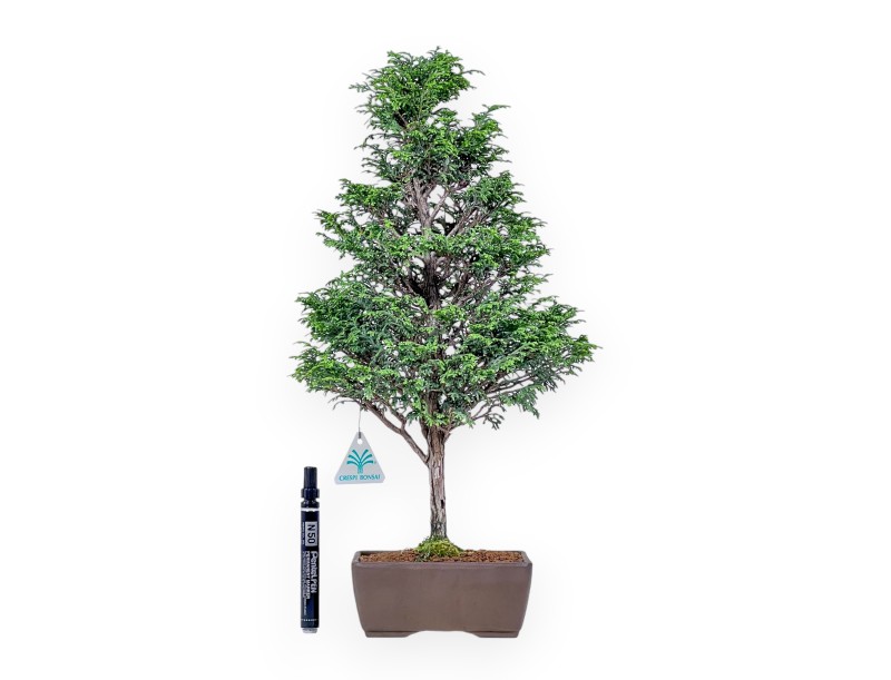 Chamaecyparis obtusa bonsai %separator% %category%