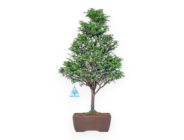 Bonsai aus Chamaecyparis obtusa %separator% %category%