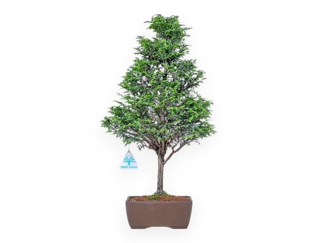 Bonsai aus Chamaecyparis obtusa %separator% %category%