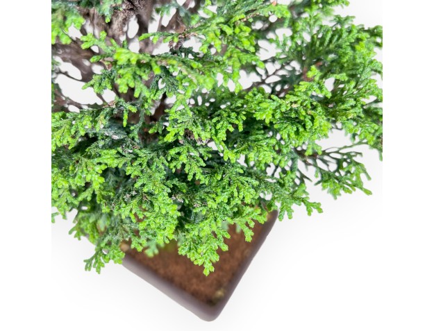 Chamaecyparis obtusa bonsai %separator% %category% 2