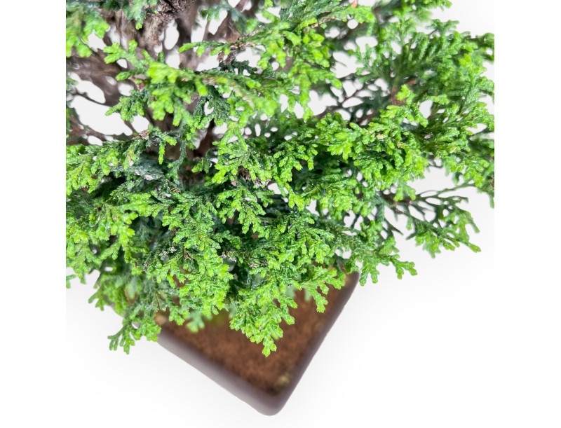 Bonsai aus Chamaecyparis obtusa %separator% %category%