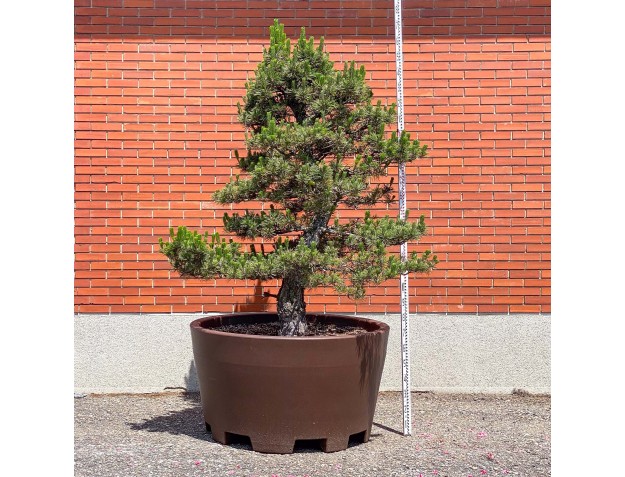 Pinus thunbergii kotobuki - Black pine %separator% %category%