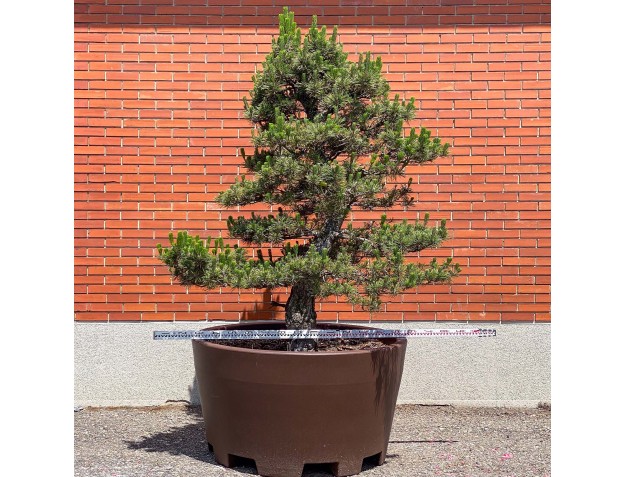 Pinus thunbergii kotobuki – Schwarzkiefer %separator% %category% 2