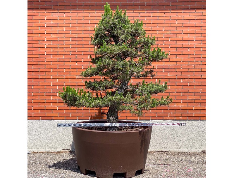 Pinus thunbergii kotobuki - Zwarte den %separator% %category%