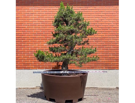 Pinus thunbergii kotobuki - Zwarte den %separator% %category%