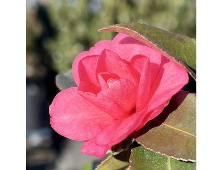 Camellia sasanqua - Camelia %separator% %category%