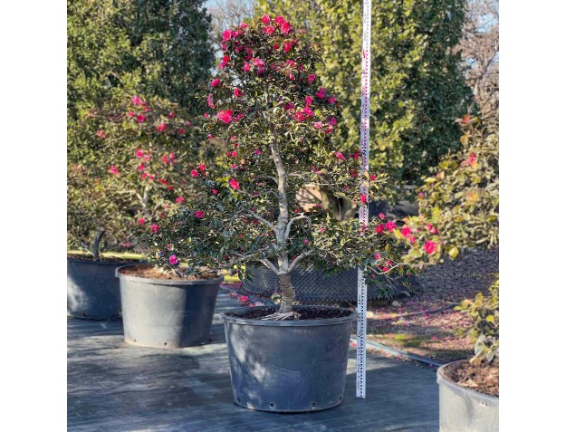 Camellia sasanqua – Kamelie %separator% %category%