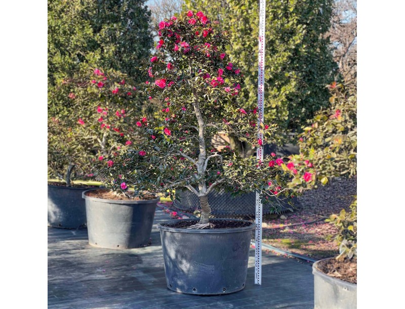 Camellia sasanqua - Camelia %separator% %category%
