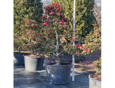 Camellia sasanqua – Kamelie %separator% %category%