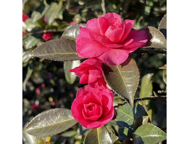 Camellia sasanqua – Kamelie %separator% %category% 2