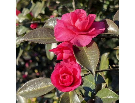 Camellia sasanqua - Camelia %separator% %category%