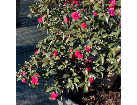 Camellia sasanqua – Kamelie %separator% %category%