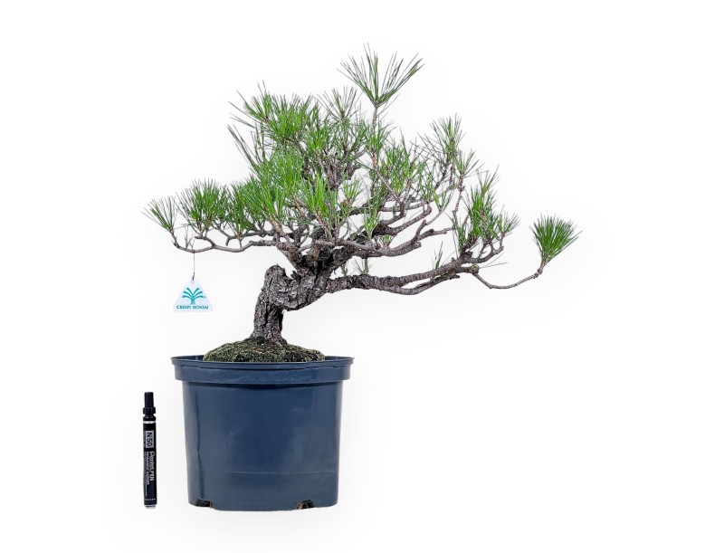 Bonsaï de Pinus thunbergii - Pin noir %separator% %category%
