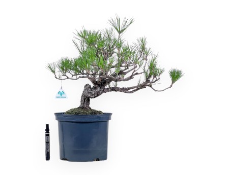 Bonsaï de Pinus thunbergii - Pin noir %separator% %category%