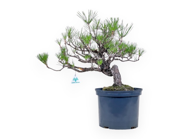 Bonsai van Pinus thunbergii - Zwarte den %separator% %category%