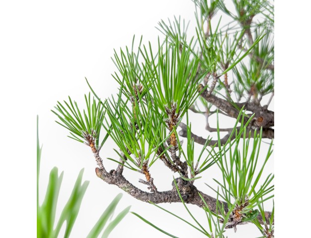 Pinus thunbergii bonsai – Black pine %separator% %category% 2