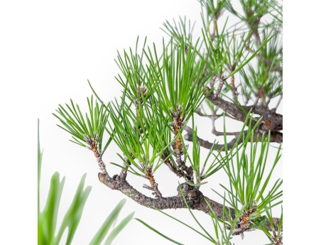 Bonsai aus Pinus thunbergii – Schwarzkiefer %separator% %category%