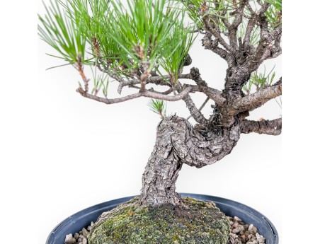 Bonsai aus Pinus thunbergii – Schwarzkiefer %separator% %category%