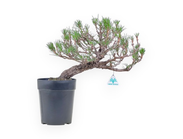 Pinus thunbergii bonsai – Black pine %separator% %category%