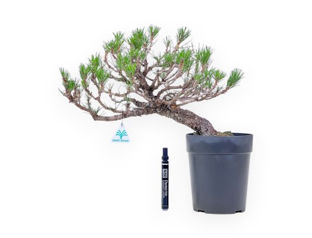 Bonsai aus Pinus thunbergii – Schwarzkiefer %separator% %category%