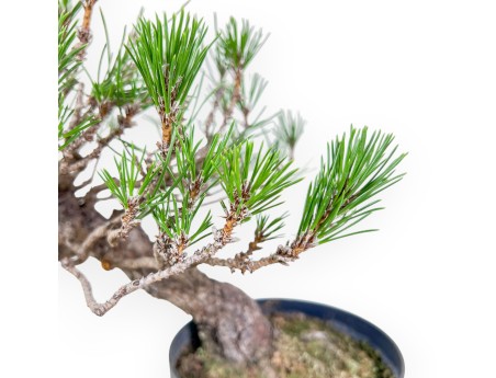 Pinus thunbergii bonsai – Black pine %separator% %category%