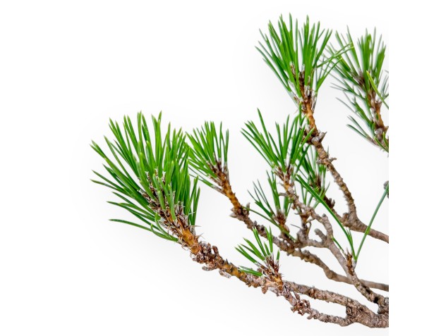 Pinus thunbergii bonsai – Black pine %separator% %category% 2
