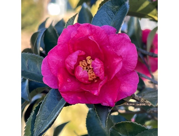 Camellia sasanqua – Kamelie %separator% %category% 2