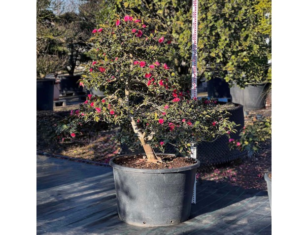 Camellia sasanqua – Kamelie %separator% %category%