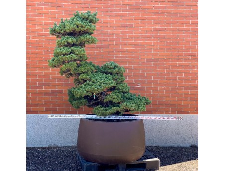 Pinus Pentaphylla %separator% %category%