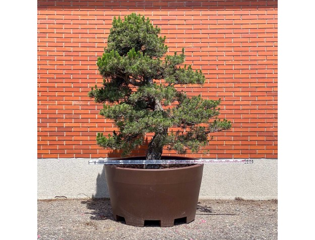Pinus thunbergii kotobuki – Schwarzkiefer %separator% %category% 2