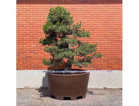 Pinus thunbergii kotobuki - Zwarte den %separator% %category%