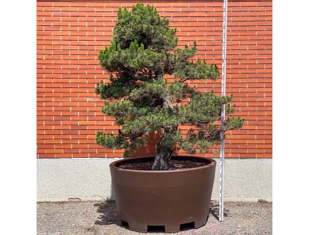Pinus thunbergii kotobuki - Zwarte den %separator% %category%