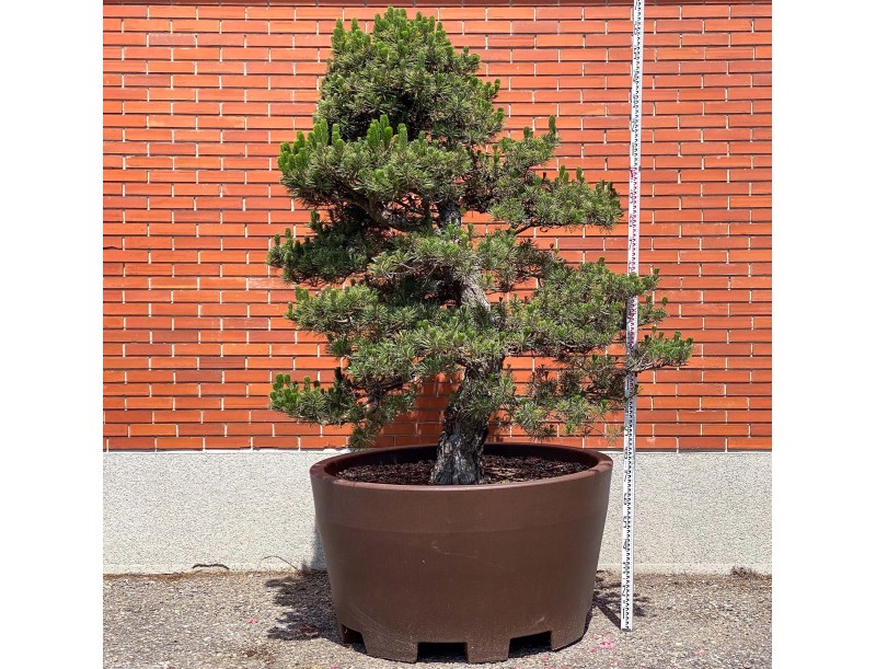 Pinus thunbergii kotobuki - Zwarte den %separator% %category%