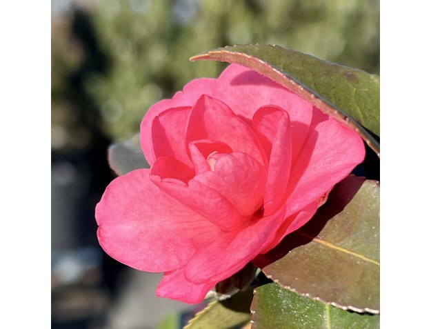 Camellia sasanqua – Kamelie %separator% %category% 2