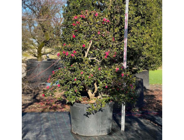 Camellia sasanqua - Camelia %separator% %category%