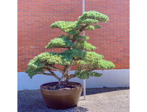 Pinus pentaphylla %separator% %category%