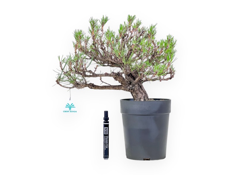 Bonsai di Pinus thunbergii - Pino nero %separator% %category%