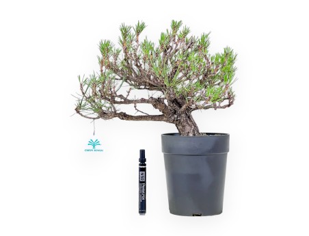 Bonsaï de Pinus thunbergii - Pin noir %separator% %category%
