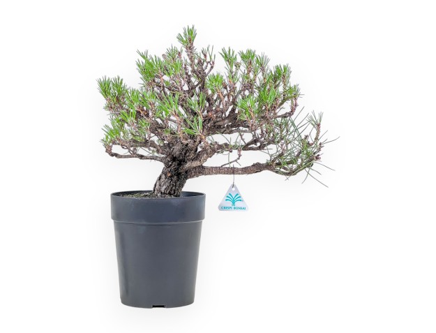 Bonsai van Pinus thunbergii - Zwarte den %separator% %category%