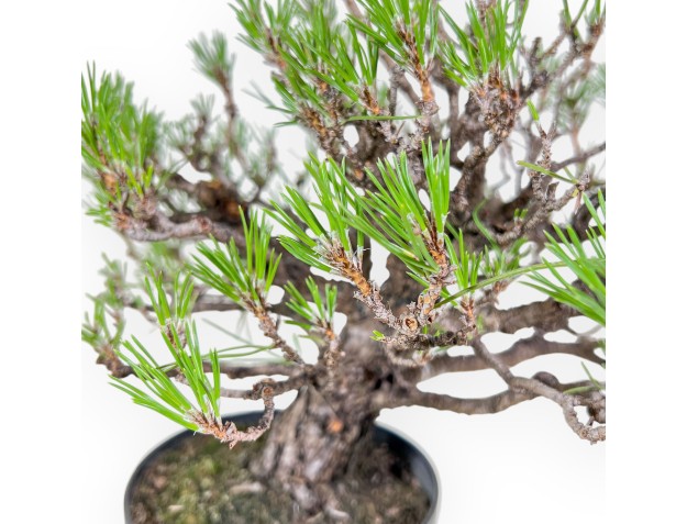 Bonsai van Pinus thunbergii - Zwarte den %separator% %category% 2