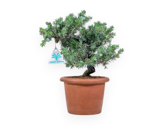 Juniperus rigida bonsai - Juniper %separator% %category%