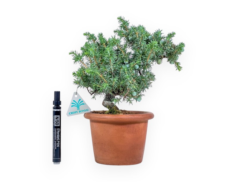 Bonsai di Juniperus rigida - Ginepro %separator% %category%