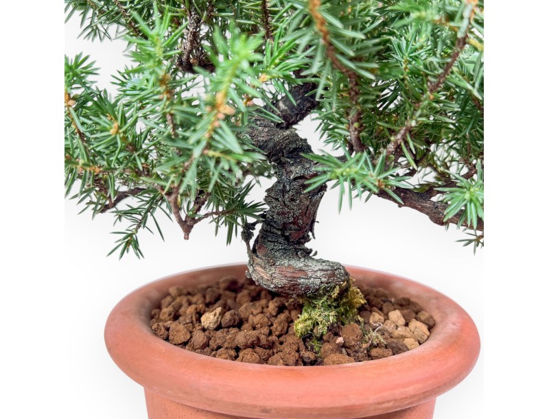 Juniperus rigida bonsai - Jeneverbes %separator% %category%