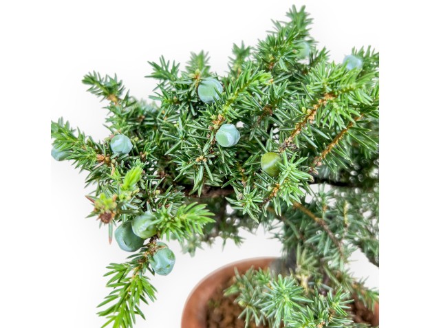 Bonsai di Juniperus rigida - Ginepro %separator% %category% 2