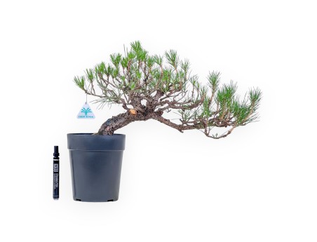 Bonsai di Pinus thunbergii - Pino nero %separator% %category%