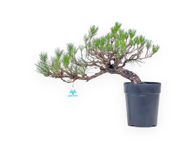 Pinus thunbergii bonsai – Black pine %separator% %category%