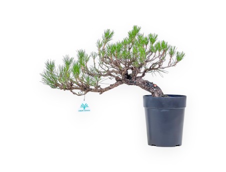 Bonsái de Pinus thunbergii - Pino negro %separator% %category%